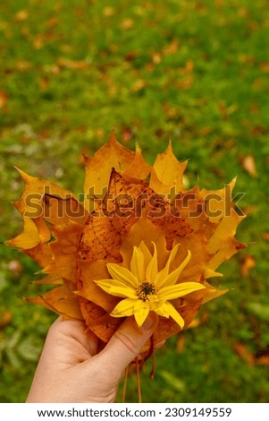 Unrecognizable woman holding Colorful falling autumn leaves. Golden tree leaves. Beautiful tree with yellow leaves in autumn forest. Path littered with autumn leaves. Nature fall landscape