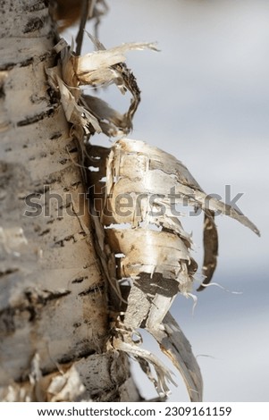 Silver birch tree bark peeling off trunk