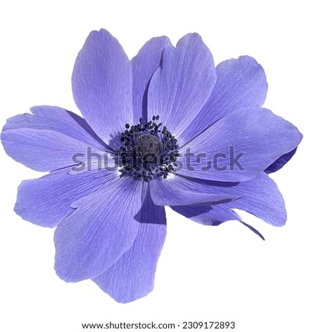 Poppy anemone flower white background Royalty-Free Stock Photo #2309172893