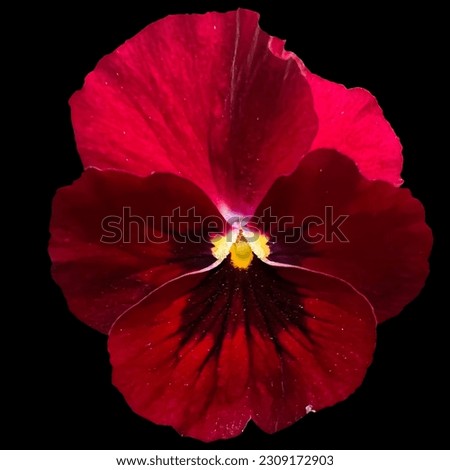 Beautiful Red Viola Flowers black background
