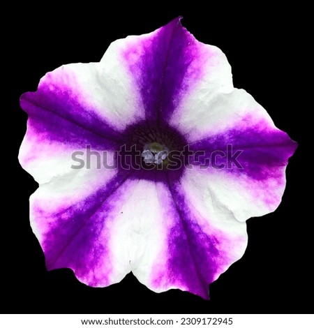 Purple and White Striped Pansy Flowers black background