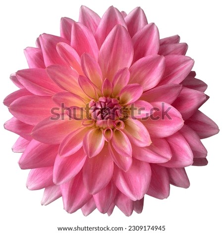 Pink yellow blooming dahlia flowers white background Royalty-Free Stock Photo #2309174945