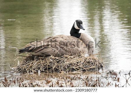 Canada Goose nesting in a shallow pond in the meadow of Grand Teton national Park in Wyoming at spring. Royalty-Free Stock Photo #2309180777