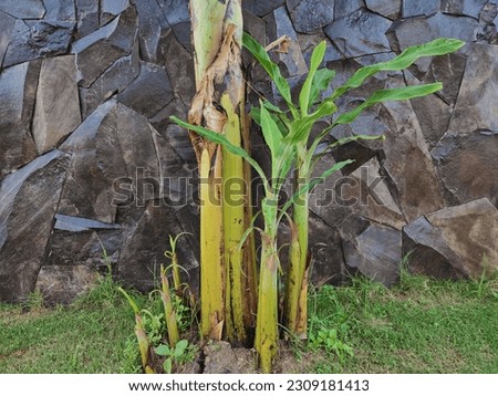 banana trees and banana shoots on the side of the road