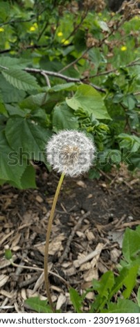 white dandelions blossom in a natural environment  Royalty-Free Stock Photo #2309196815