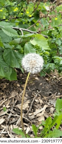 white dandelions and full blossom flower in a natural environment Royalty-Free Stock Photo #2309197777
