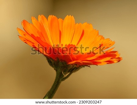 orange pot marigold (Calendula officinalis) flower detail isolated