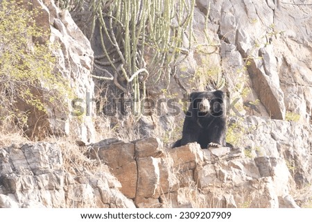 The sloth Bear up on the mountain