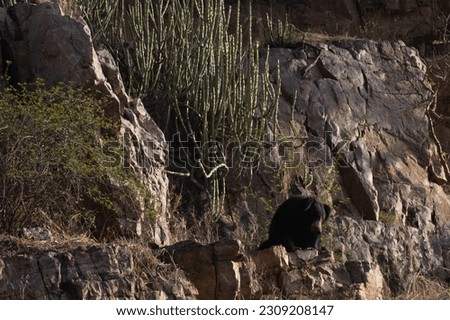 The Sloth Bear up on the mountain