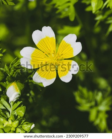 Beautiful close-up of a limnanthes douglasii flower, subspecies douglasii R. Br. Royalty-Free Stock Photo #2309209577