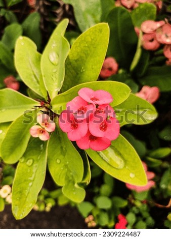 It’s a beautiful kata rani flower.A stunning picture of the Kata Rani flower, also known as the Crown of Thorns. Its delicate pink petals and sharp thorns make for a beautiful yet powerful sight