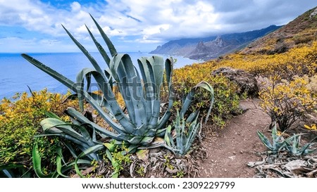 Agava cactus plant with scenic view of Atlantic Ocean coastline and Anaga mountain range. Tenerife, Canary Islands, Spain, Europe. Looking at Roque de las Animas. Hiking trail from Afur to Taganana Royalty-Free Stock Photo #2309229799