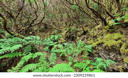 Hiking trail through enchanted ancient laurel sub tropical forest in the Anaga mountain range on Tenerife, Canary Islands, Spain, Europe, EU. Dense diversified fauna. Path overgrown with moss and fern Royalty-Free Stock Photo #2309229861