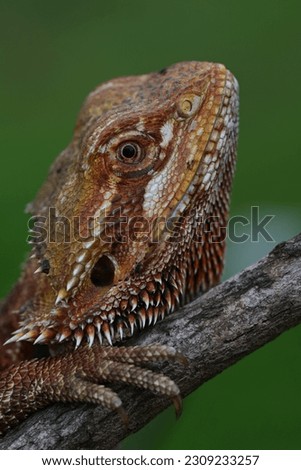Close up of The central bearded dragon, Pogona vitticeps, also known as the inland bearded dragon, is a species of agamid lizard found in a wide range of arid to semiarid regions