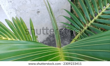 young leaves of coconut trees during treatment in pots