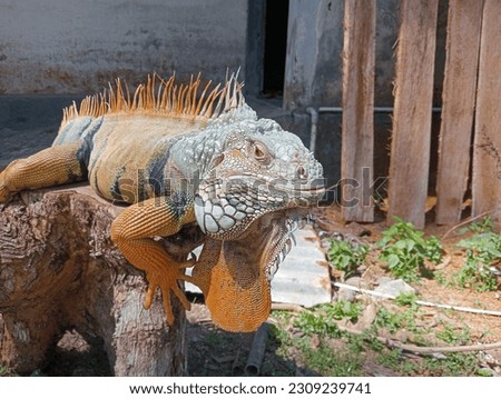 Cool iguana animal background in the garden