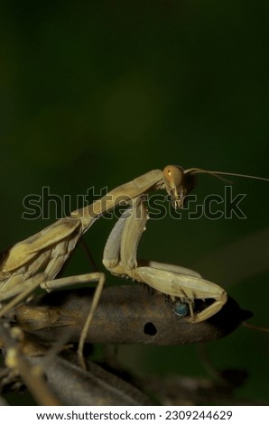 young praying mantises eat flies Royalty-Free Stock Photo #2309244629