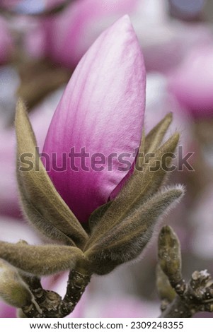 Magnolia flower , detailed delicate flower