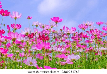 Low Angle View Of Pink cosmos Flowering Plants Against Blue Sky