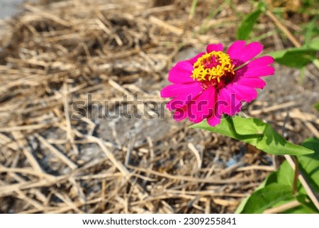 pink zinnia flower blooming, growing in nature, on blurred background.