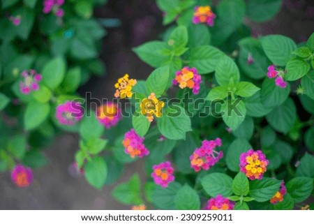 On the ground there are many kinds of red flowers, like flowers that represent clocks,