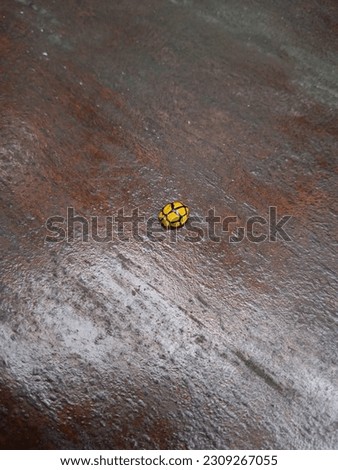 The mushroom-eating ladybug is a species of beetle in the long-horned family Coccinellida