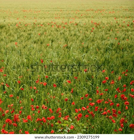 thousands of red poppies in a wheat field