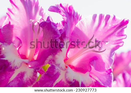 High key backlit image of flower for background