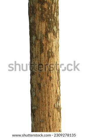 Tree trunk isolated on white background with clipping path.