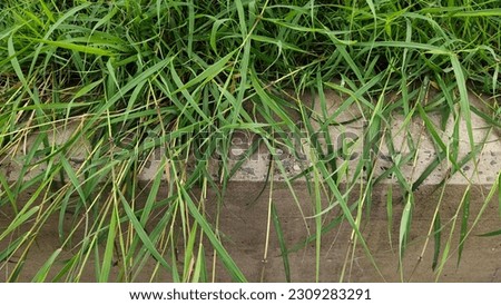 Along the sidewalk road, the picture of the grass in the rainy season that grows long at the roadside.