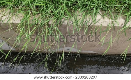 Along the sidewalk road, the picture of the grass in the rainy season that grows long at the roadside.