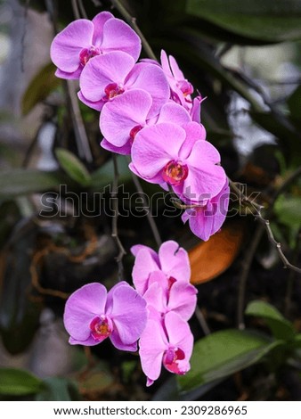 Purple moon orchid, moth orchid, or mariposa orchid, is a species of flowering plant in the orchid family Orchidaceae. Isolated picture, selective focus, bokeh background