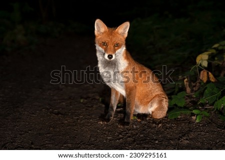 Close up of a Red fox (Vulpes vulpes) in a forest at night, UK.