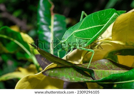 Giant katydid (Stilpnochlora couloniana) on the branch leaf Royalty-Free Stock Photo #2309296105