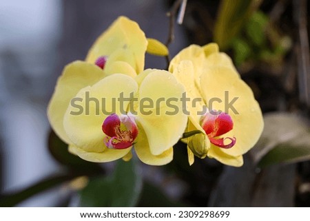 Close up of a yellow moon orchid, moth orchid, or mariposa orchid, is a species of flowering plant in the orchid family Orchidaceae. Isolated picture, selective focus, bokeh background
