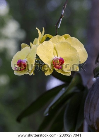 Close up of a yellow moon orchid, moth orchid, or mariposa orchid, is a species of flowering plant in the orchid family Orchidaceae. Isolated picture, selective focus, bokeh background
