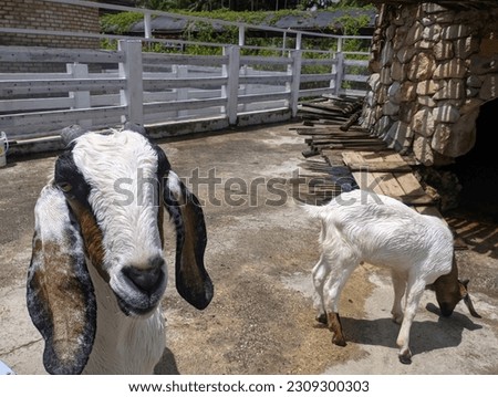 a picture of a male Anglo Nubian goat. In the pen is this goat.