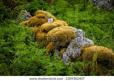 old mossy stone fence between green ferns Royalty-Free Stock Photo #2309302407