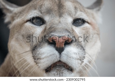 Portrait of a puma. Canadian Cougar
