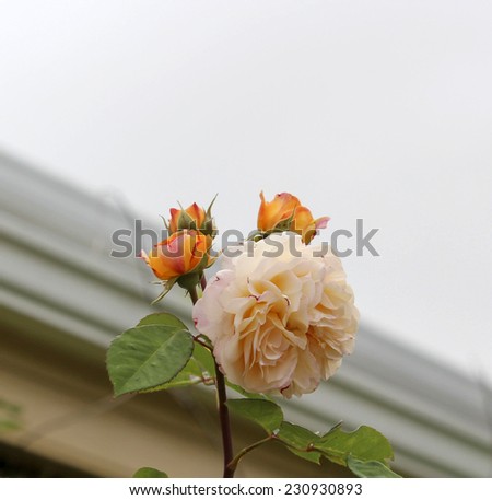 Romantic pale  pink  and yellow floribunda  roses  fully blown blooming on a  cloudy afternoon  in late spring adding fragrance and color to the garden is a joy to behold.