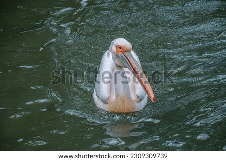 pelican water bird in ZOO Hluboka Czech republic