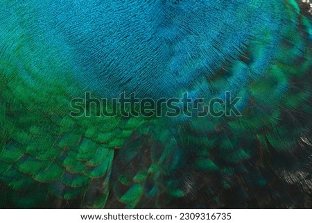 Beautiful peacock feathers in closeup Royalty-Free Stock Photo #2309316735