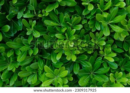 solid background of green shrub leaves, close-up