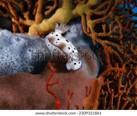 A Hypselodoris tryoni nudibranch on soft corals Boracay Island Philippines