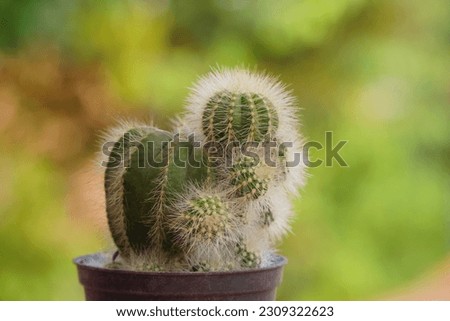 A hairy mini cactus with green background