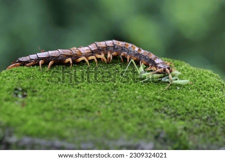 A centipede is eating a praying mantis. This multi-legged animal has the scientific name Scolopendra morsitans. Royalty-Free Stock Photo #2309324021