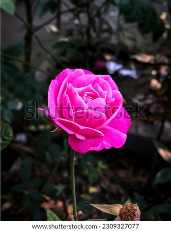 Rose Flower free Image download 