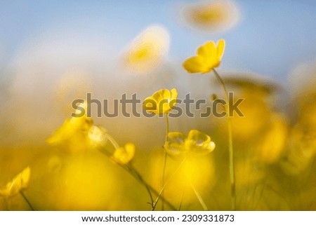 Vibrant yellow buttercups in springtime, with a shallow depth of field