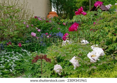 A small garden with many tree peonies and lots of Allium ursinum