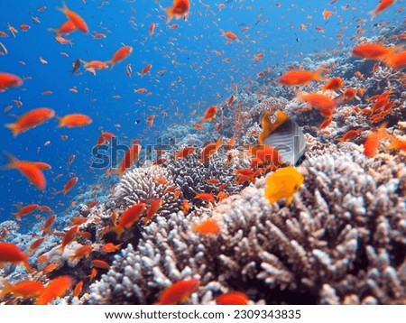 red sea fish and coral reef
